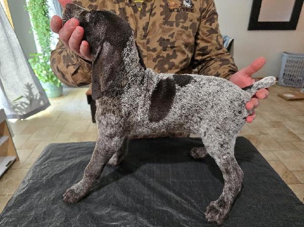 German Shorthaired Pointer