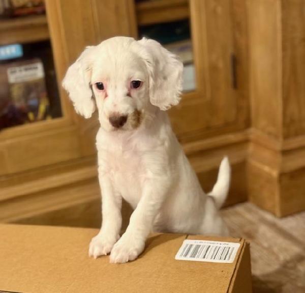 English Cocker Spaniel