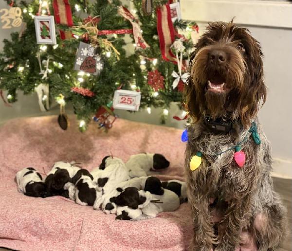 WPG…3 GIRLS, 5 BOYS LEFT! Wirehaired Pointing Griffon