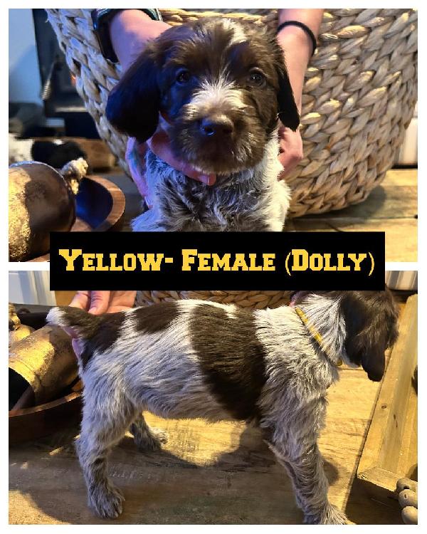 Wirehaired Pointing Griffon