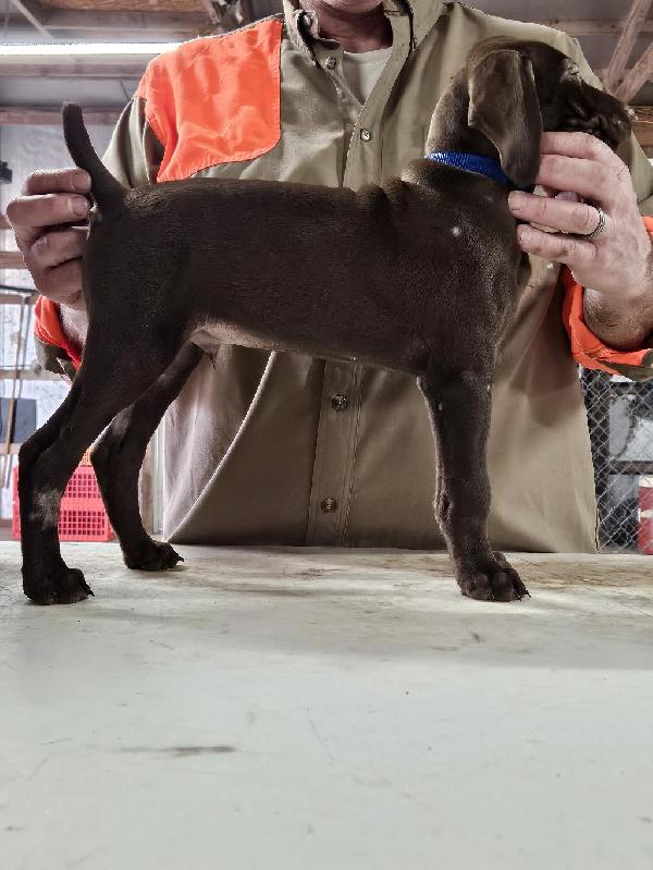 German Shorthaired Pointer