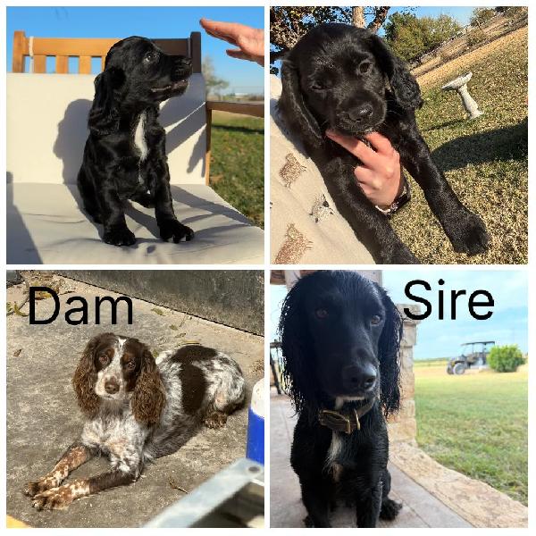 English Cocker Spaniel