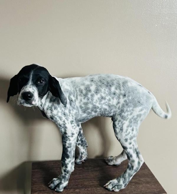 German Shorthaired Pointer