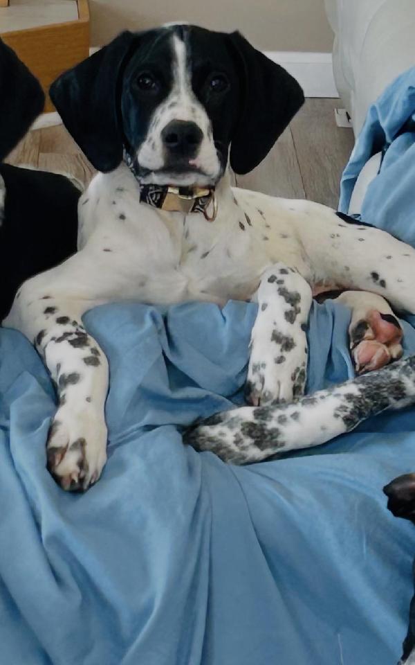 German Shorthaired Pointer