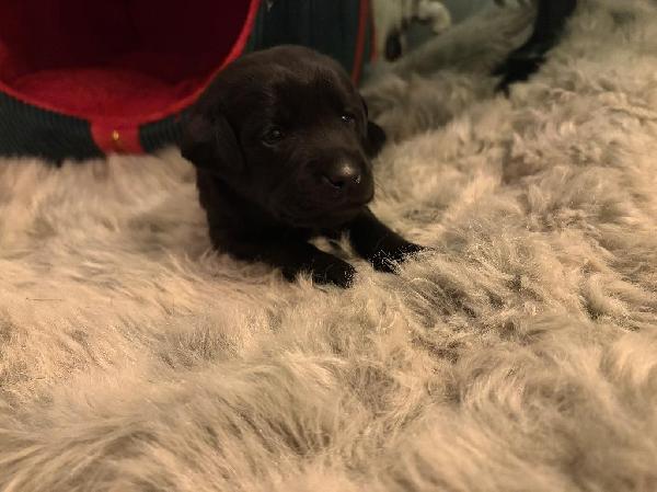LABRADOR PUPPIES! Labrador Retriever