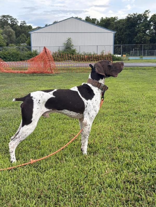 German Shorthaired Pointer
