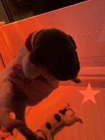 IMG_8129.jpeg