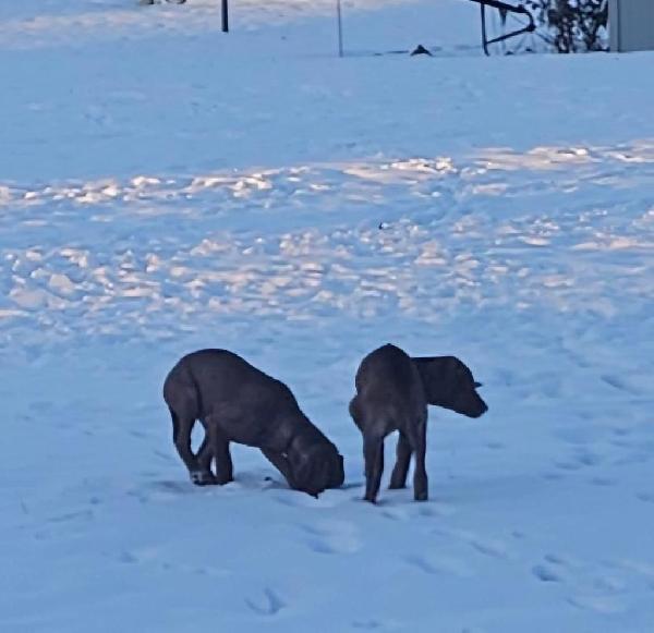 AKC VIZSLA PUPS FIELD CHAMPION BLOODLINE Hungarian Vizsla