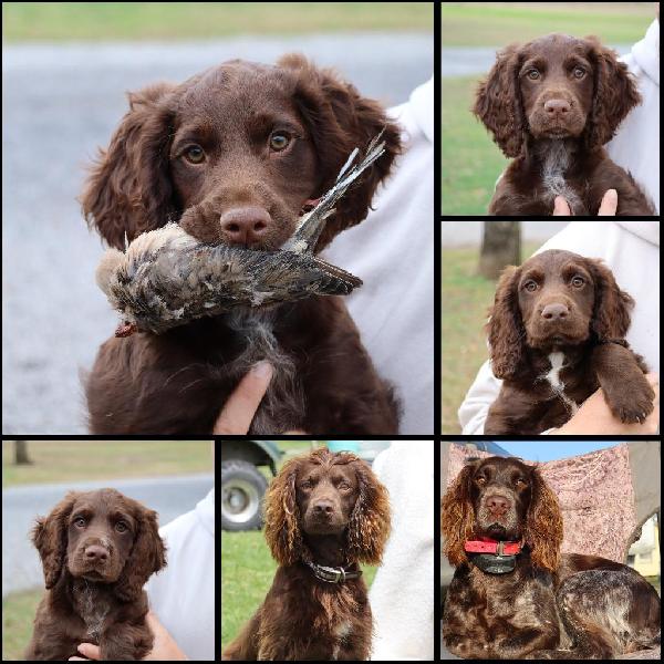 English Cocker Spaniel