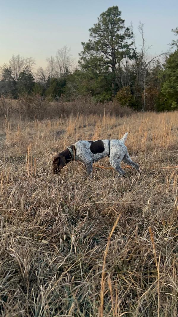 German Shorthaired Pointer