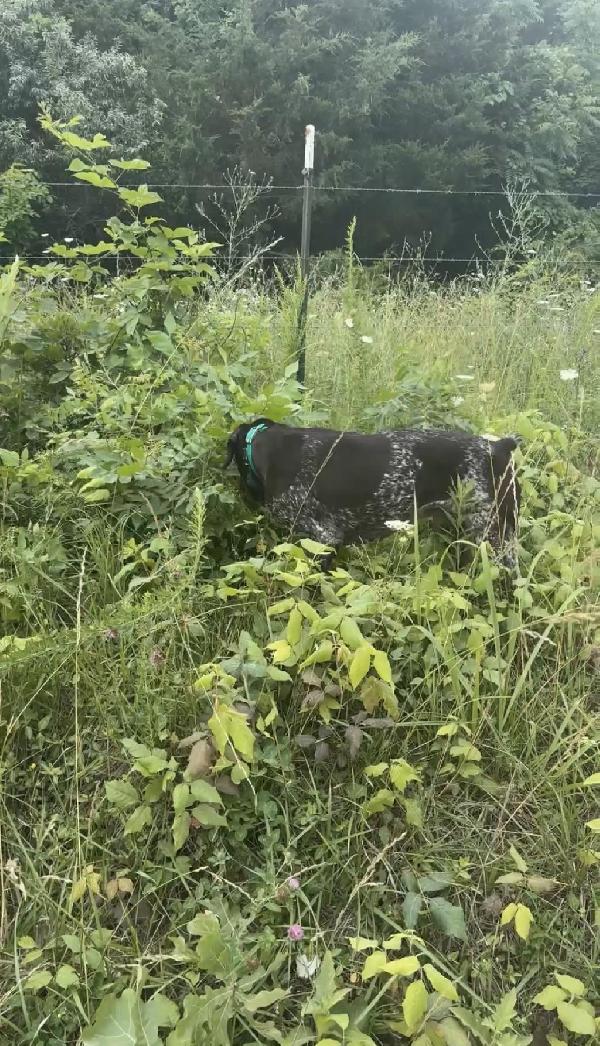 German Shorthaired Pointer