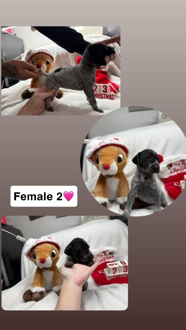 German Shorthaired Pointer