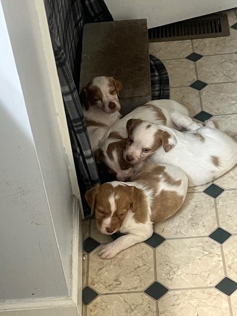 AKC BRITTANY PUPPIES - AVAILABLE 3/04/2026 American Brittany