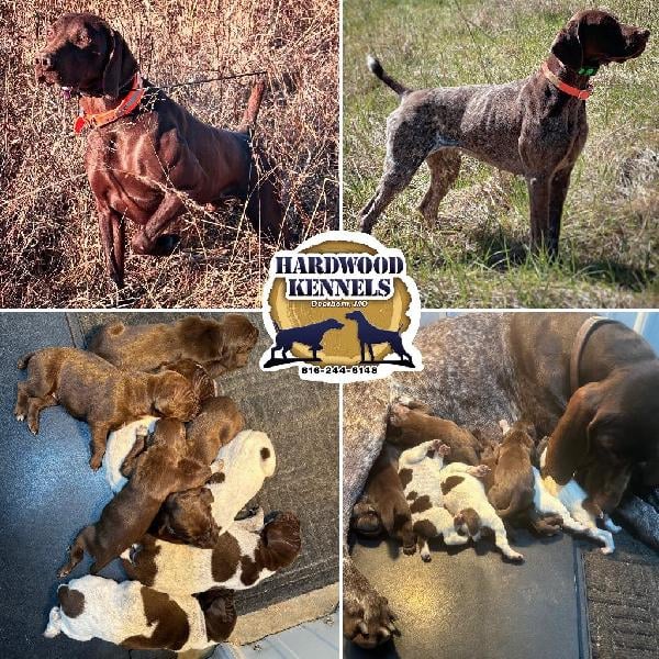 German Shorthaired Pointer