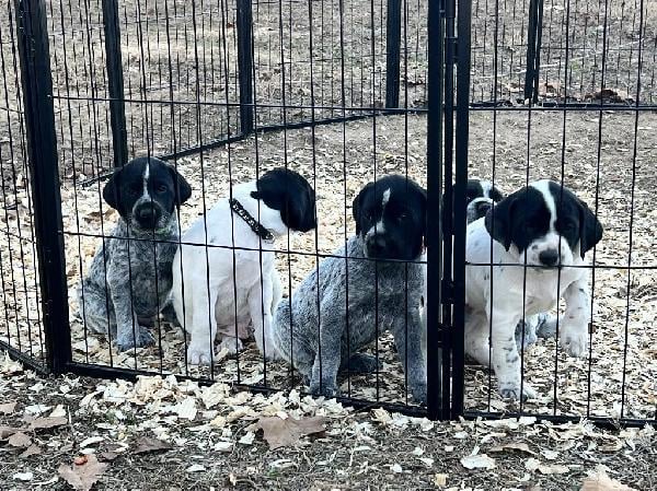 German Wirehaired Pointer