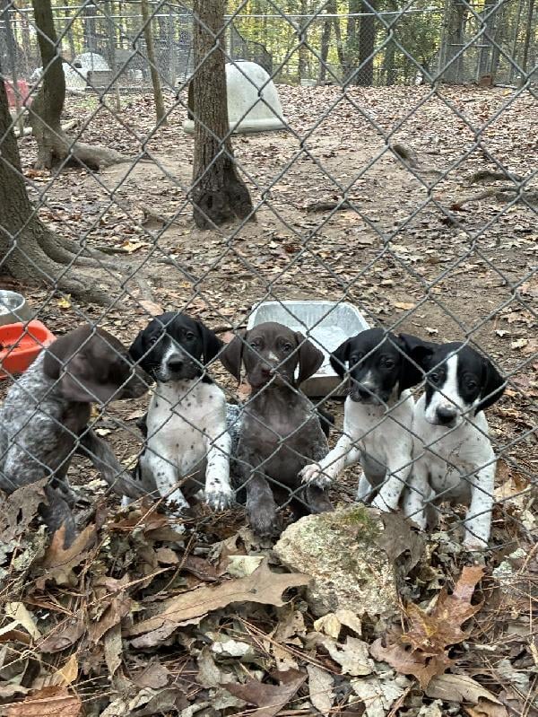 German Shorthaired Pointer