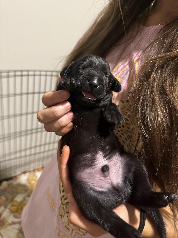 LABMARANER PUPPY’S Labrador Retriever