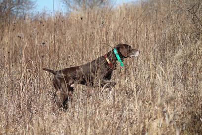 German Shorthaired Pointer