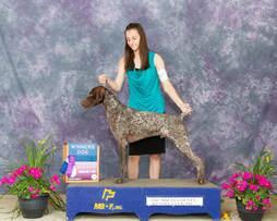 German Shorthaired Pointer