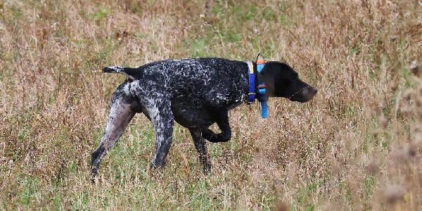 AVAILABLE FOR STUD - FC KANONIERS BRANCH MAN German Shorthaired Pointer