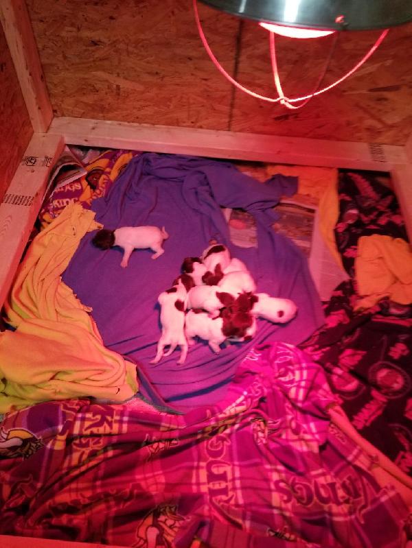 German Shorthaired Pointer