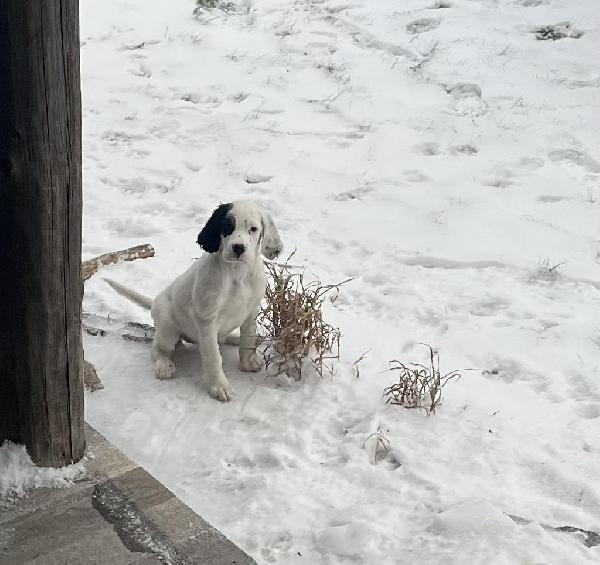 ENGLISH SETTER PUPPY English Setter