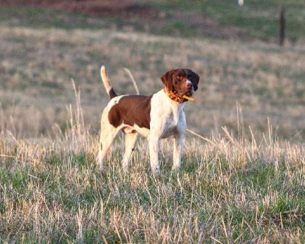German Shorthaired Pointer