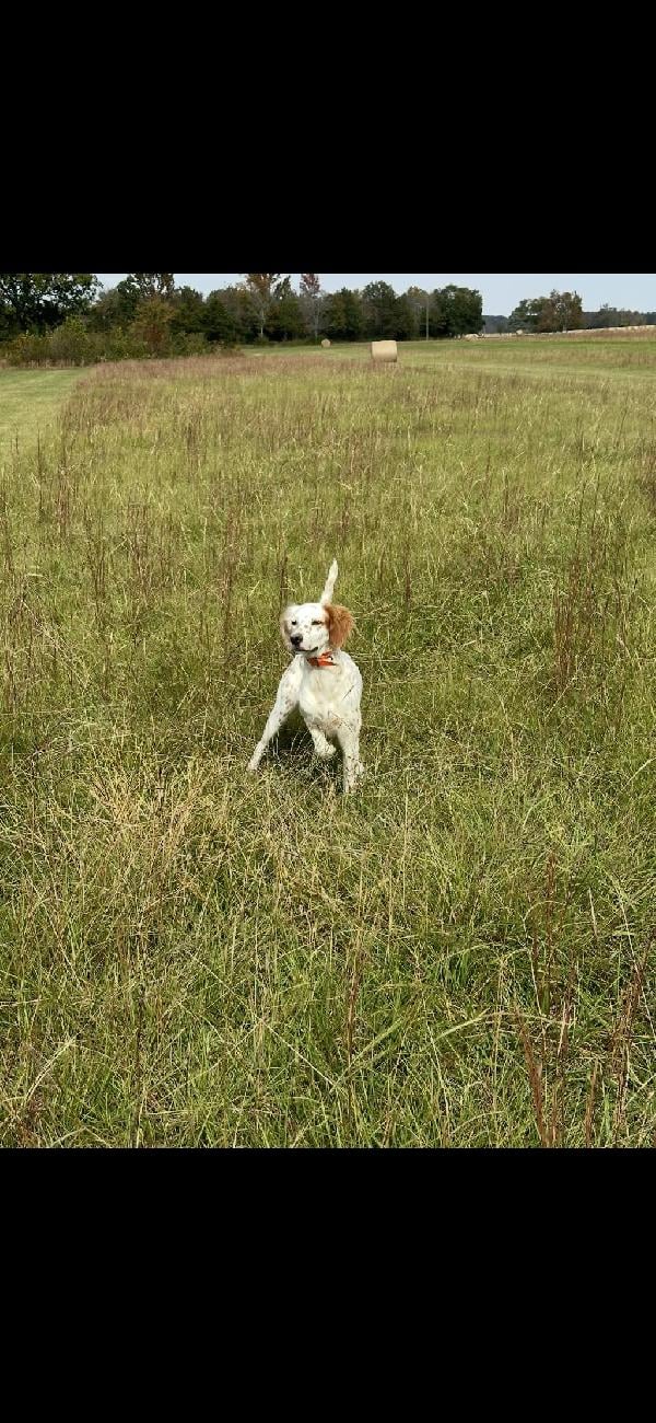 10 MONTH OLD ENGLISH SETTER PUPS English Setter
