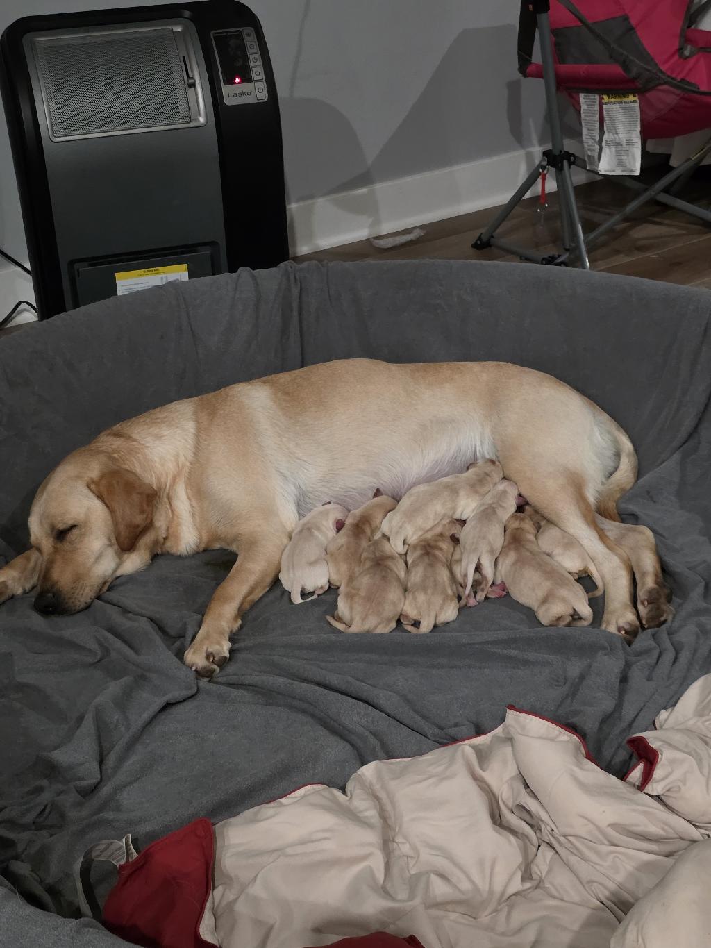 NATIONAL CHAMP BLOODLINES AKC MASTER HUNTER Labrador Retriever