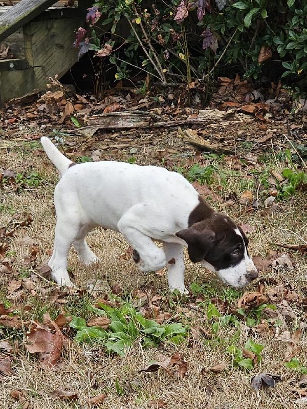 German Shorthaired Pointer