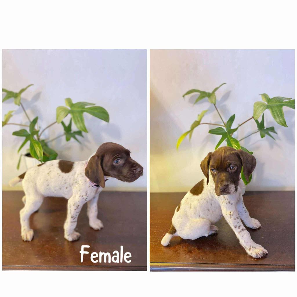 AKC GSP FEMALE German Shorthaired Pointer