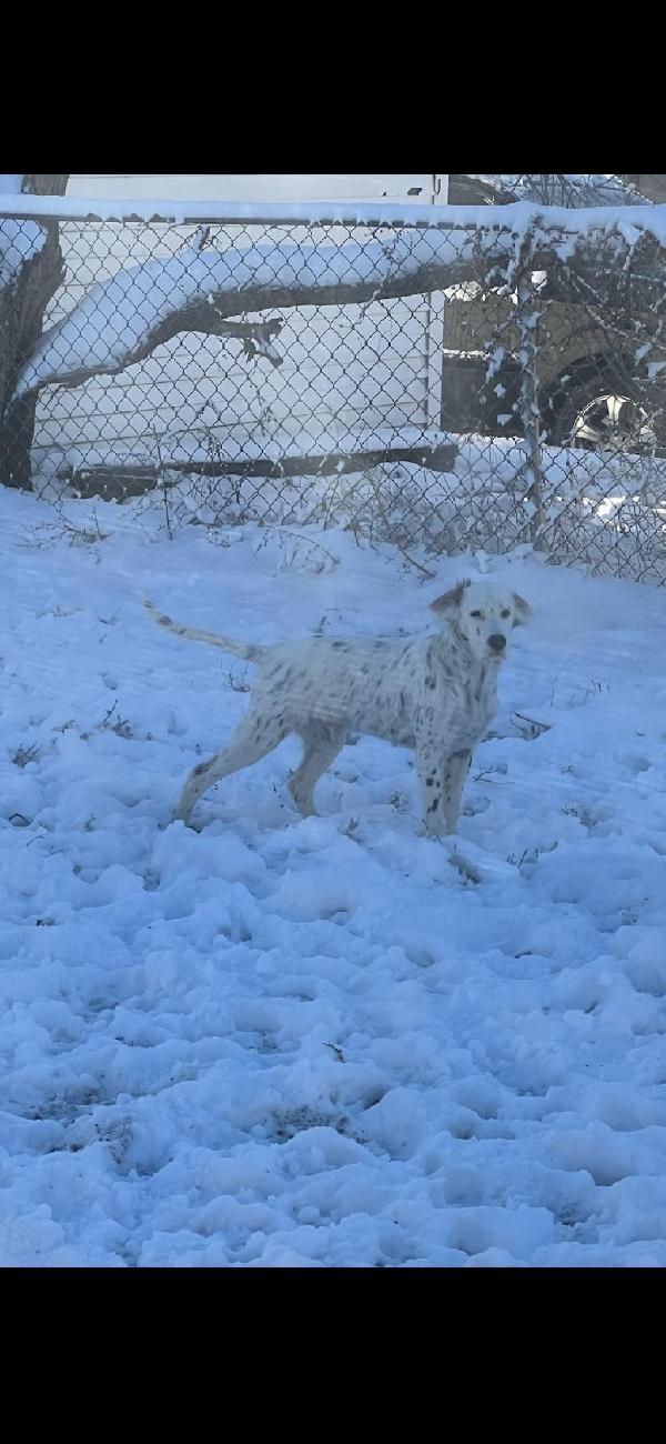 English Setter