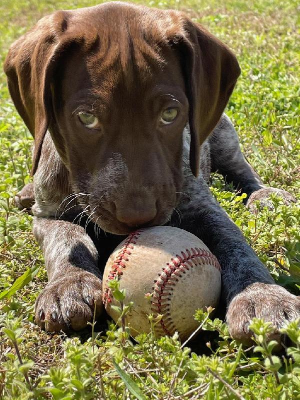 German Shorthaired Pointer