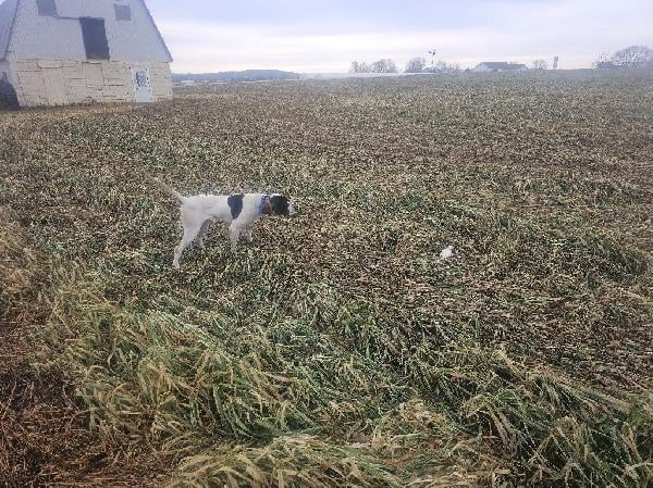 English Pointer