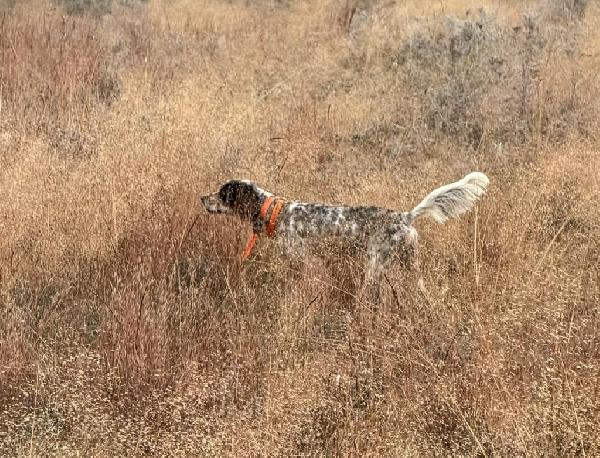Llewellin Setter