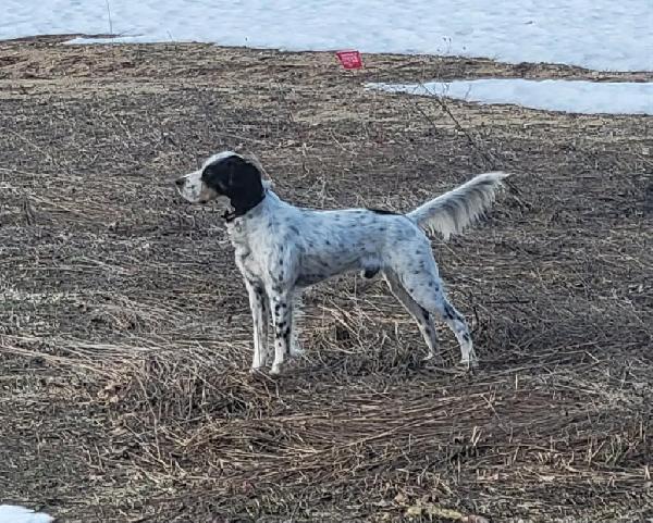 English Setter