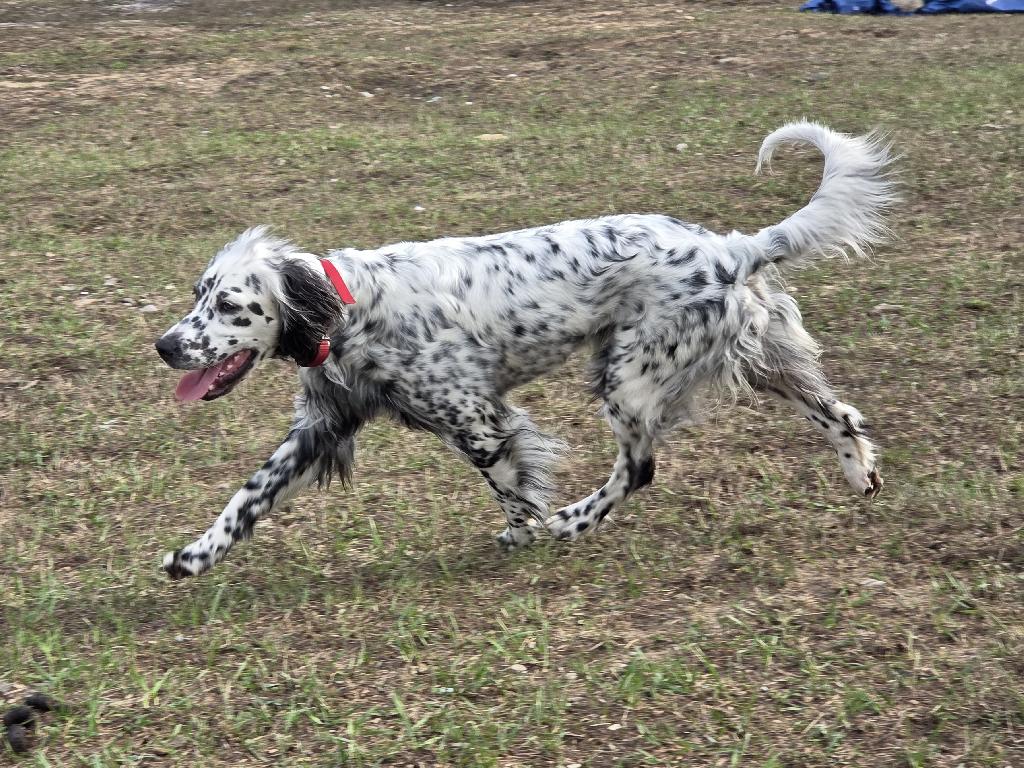 IN SEARCH OF RYMAN STUD English Setter