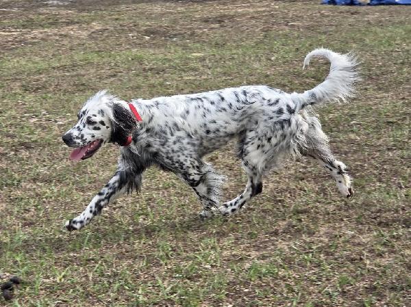 IN SEARCH OF RYMAN STUD English Setter