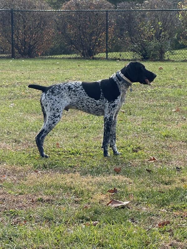JASPER German Shorthaired Pointer