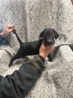 LAB AND POINTER MIX PUPS FREE TO GOOD HOME