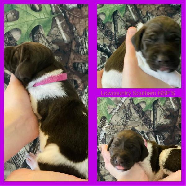 PURPLE COLLAR(GIRL) LIVER , WHITE