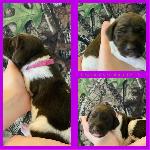 PURPLE COLLAR(GIRL) LIVER , WHITE