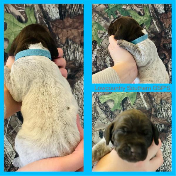 LIGHT BLUE COLLAR(GIRL) LIVER ROAN