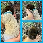 LIGHT BLUE COLLAR(GIRL) LIVER ROAN