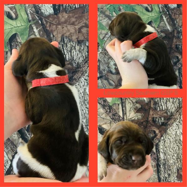 RED COLLAR(GIRL) LIVER, WHITE