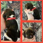 RED COLLAR(GIRL) LIVER, WHITE