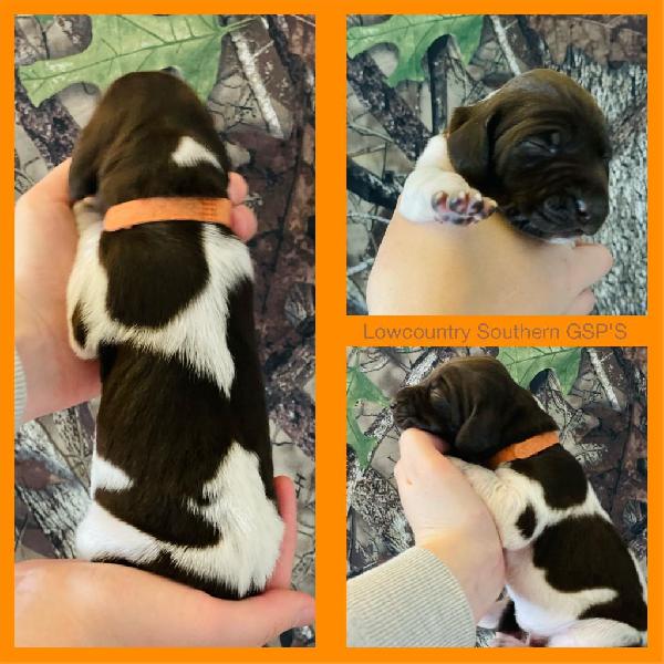 ORANGE COLLAR(GIRL) LIVER,WHITE