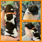 ORANGE COLLAR(GIRL) LIVER,WHITE