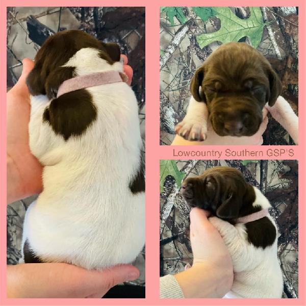 PINK COLLAR(GIRL) WHITE, LIVER