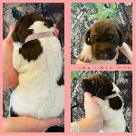 PINK COLLAR(GIRL) WHITE, LIVER